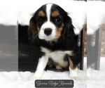 Small Cavalier King Charles Spaniel