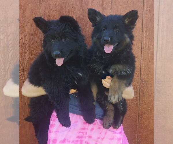 Medium Photo #2 German Shepherd Dog Puppy For Sale in COUCH, MO, USA