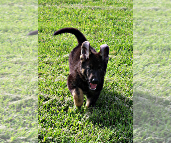 Medium Photo #2 German Shepherd Dog Puppy For Sale in DUENWEG, MO, USA