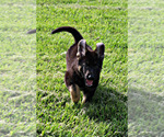 Small Photo #2 German Shepherd Dog Puppy For Sale in DUENWEG, MO, USA