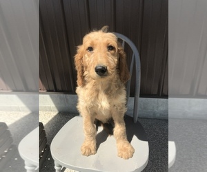 Irish Doodle Puppy for Sale in GOSHEN, Indiana USA