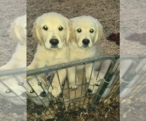 English Cream Golden Retriever Puppy for sale in WEST POINT, VA, USA