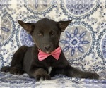 Small Photo #3 Labrador Retriever-Siberian Husky Mix Puppy For Sale in LANCASTER, PA, USA