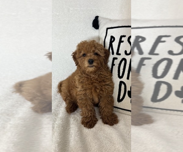 Medium Photo #5 Goldendoodle (Miniature) Puppy For Sale in GREENFIELD, IN, USA