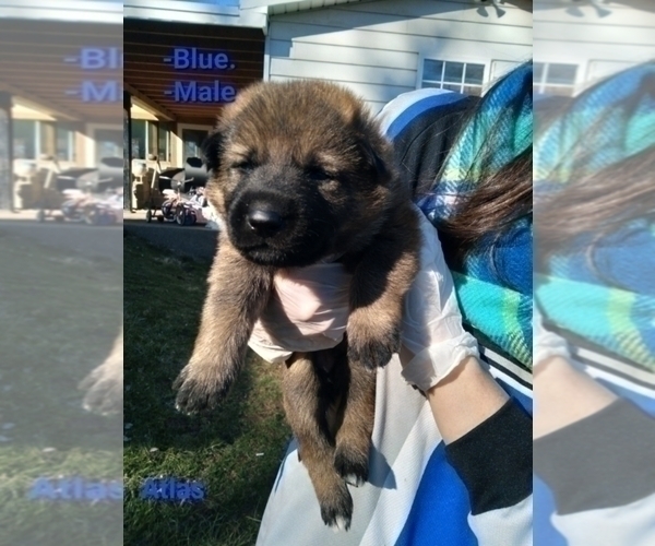 Medium Photo #2 German Shepherd Dog Puppy For Sale in BEAVER FALLS, PA, USA