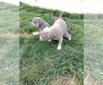 Small Photo #11 American Bully Puppy For Sale in EDON, OH, USA