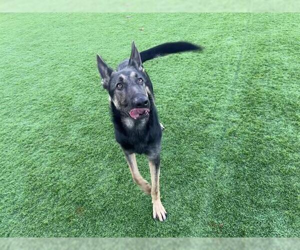 Medium Photo #2 German Shepherd Dog-Unknown Mix Puppy For Sale in Grand Prairie, TX, USA