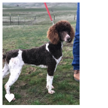 Medium Photo #1 Poodle (Standard) Puppy For Sale in BLOOMINGTON, UT, USA