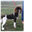 Small Photo #1 Poodle (Standard) Puppy For Sale in BLOOMINGTON, UT, USA