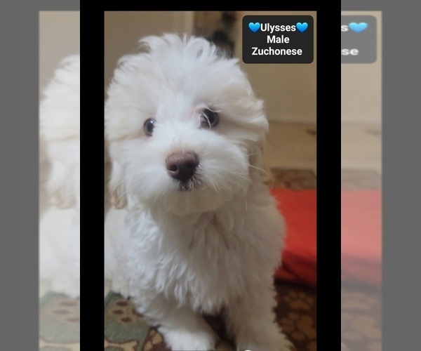 Medium Photo #3 Havanese-Zuchon Mix Puppy For Sale in TUCSON, AZ, USA