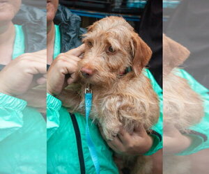 Doxiepoo (Standard) Dogs for adoption in Oakhurst, NJ, USA