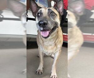 German Shepherd Dog-Unknown Mix Dogs for adoption in San Bernardino, CA, USA