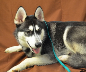 Siberian Husky Puppy for sale in PATERSON, NJ, USA