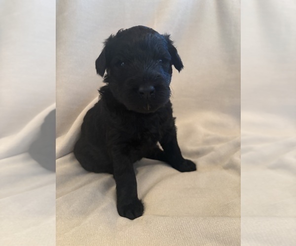Medium Photo #2 Schnoodle (Giant) Puppy For Sale in MINNEAPOLIS, MN, USA