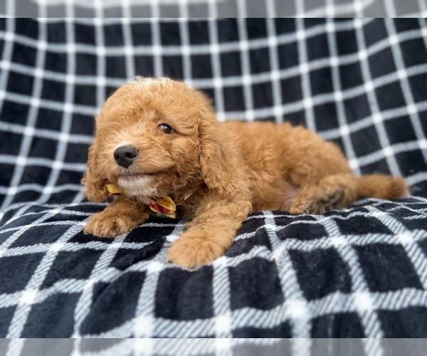 Medium Photo #7 Goldendoodle (Miniature) Puppy For Sale in LAKELAND, FL, USA
