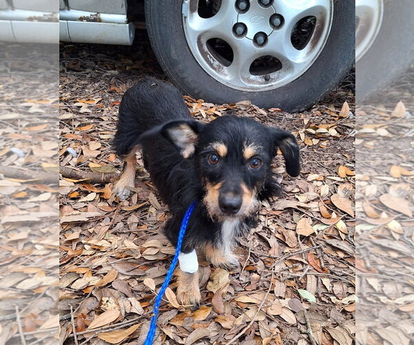 Medium Photo #1 Border Terrier-Chihuahua Mix Puppy For Sale in Missouri City, TX, USA