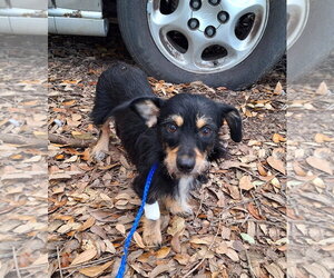Border Terrier-Chihuahua Mix Dogs for adoption in Missouri City, TX, USA
