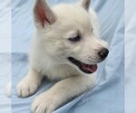 Small #15 Siberian Husky