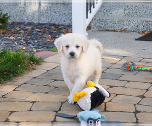 English Cream Golden Retriever Puppy for sale in SYRACUSE, IN, USA
