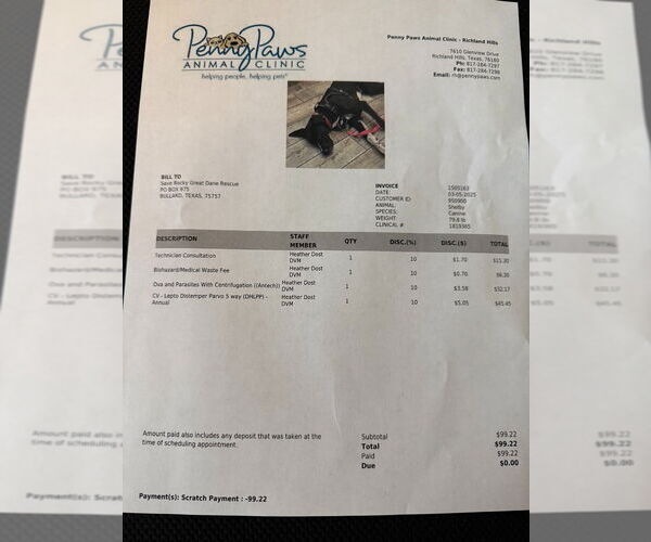 Medium Photo #2 Great Dane Puppy For Sale in Bullard, TX, USA