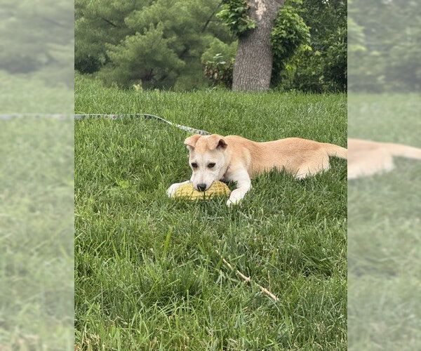 Medium Photo #4 Labrador Retriever-Unknown Mix Puppy For Sale in St. Louis Park, MN, USA