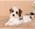Small #1 Havanese