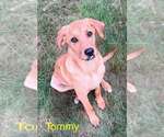Small #2 Redbone Coonhound Mix