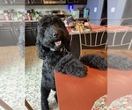 Small Photo #24 Goldendoodle Puppy For Sale in DENVER, NC, USA