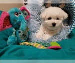 Small Photo #2 Bichon Frise Puppy For Sale in EUGENE, OR, USA