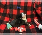 Small #5 Miniature Australian Shepherd