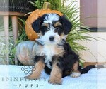 Small #3 Bernedoodle (Miniature)