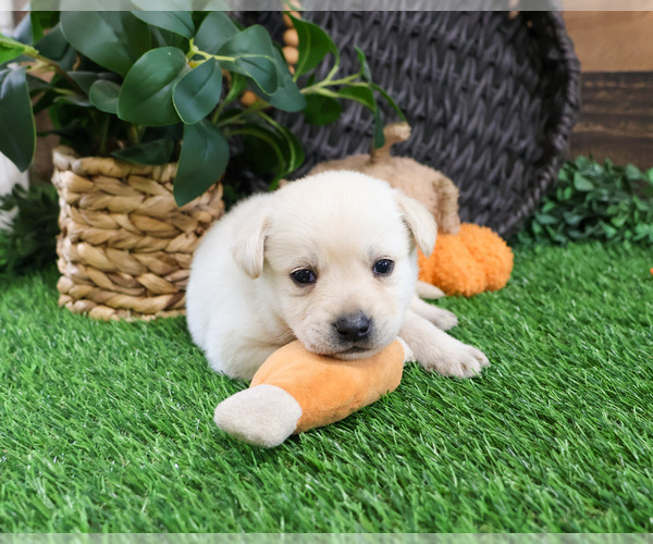 Medium Photo #6 Labrador Retriever Puppy For Sale in SYRACUSE, IN, USA