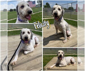 Mutt Dogs for adoption in Pierceton , IN, USA