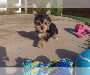 Saint Dane Puppy for sale in DALLAS, TX, USA