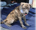Small #2 Boston Terrier Mix