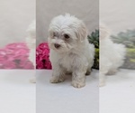 Small #12 Havanese
