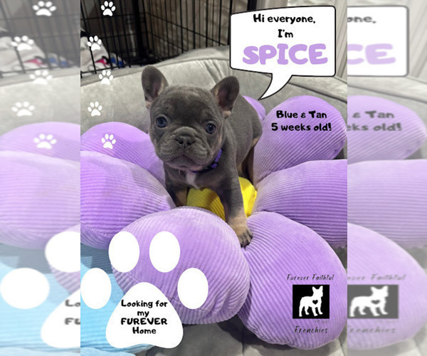 Medium Photo #4 French Bulldog Puppy For Sale in SOUTH BEND, IN, USA