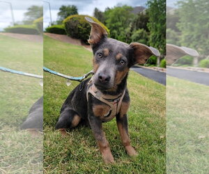 Chihuahua-Labrador Retriever Mix Dogs for adoption in McDonough, GA, USA