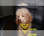 Image preview for Ad Listing. Nickname: Nemo