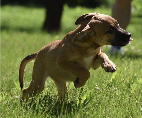 Medium Photo #3 Shepradors Puppy For Sale in Mechanicsburg, PA, USA