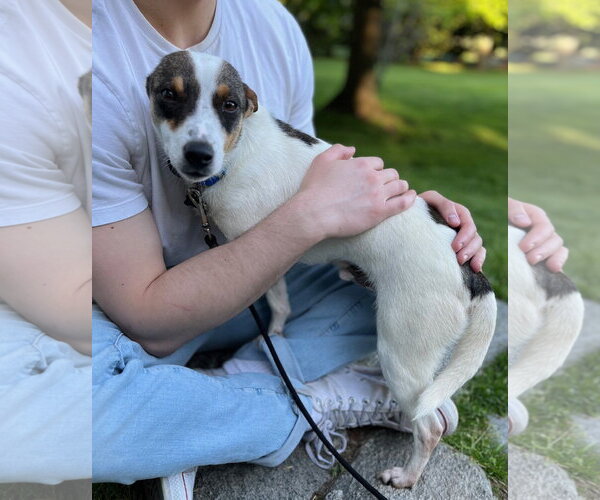 Medium Photo #10 Rat Terrier-Shiba Inu Mix Puppy For Sale in Wakefield, RI, USA