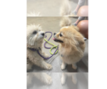 Small #6 Maltipom