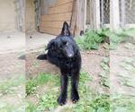 Small #3 German Shepherd Dog Mix
