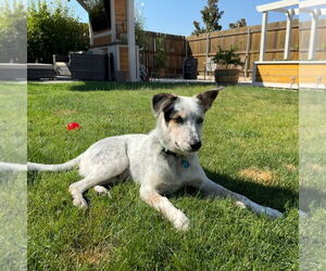 Australian Cattle Dog Dogs for adoption in Chico, CA, USA
