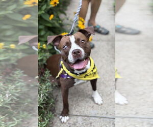 Mutt Dogs for adoption in Philadelphia, PA, USA