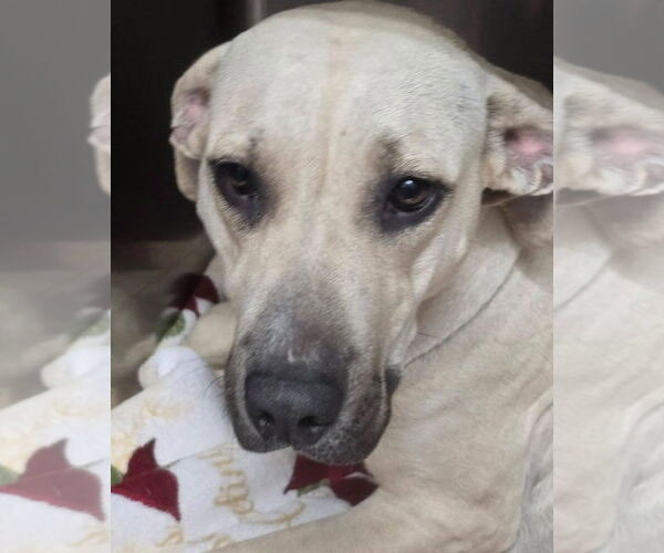 Medium Photo #4 Shepradors Puppy For Sale in Alexander, AR, USA