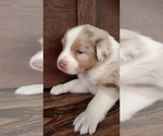 Small Photo #6 Australian Shepherd Puppy For Sale in JEROMESVILLE, OH, USA