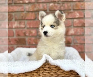 Pomsky Puppy for sale in BOCA RATON, FL, USA