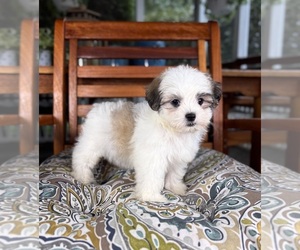 Mal-Shi Puppy for sale in NOBLESVILLE, IN, USA