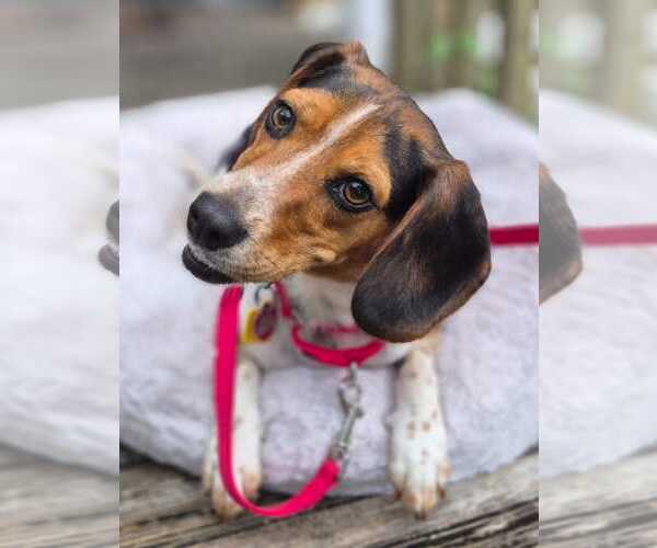 Medium Photo #2 Beagle Puppy For Sale in Dunnellon, FL, USA